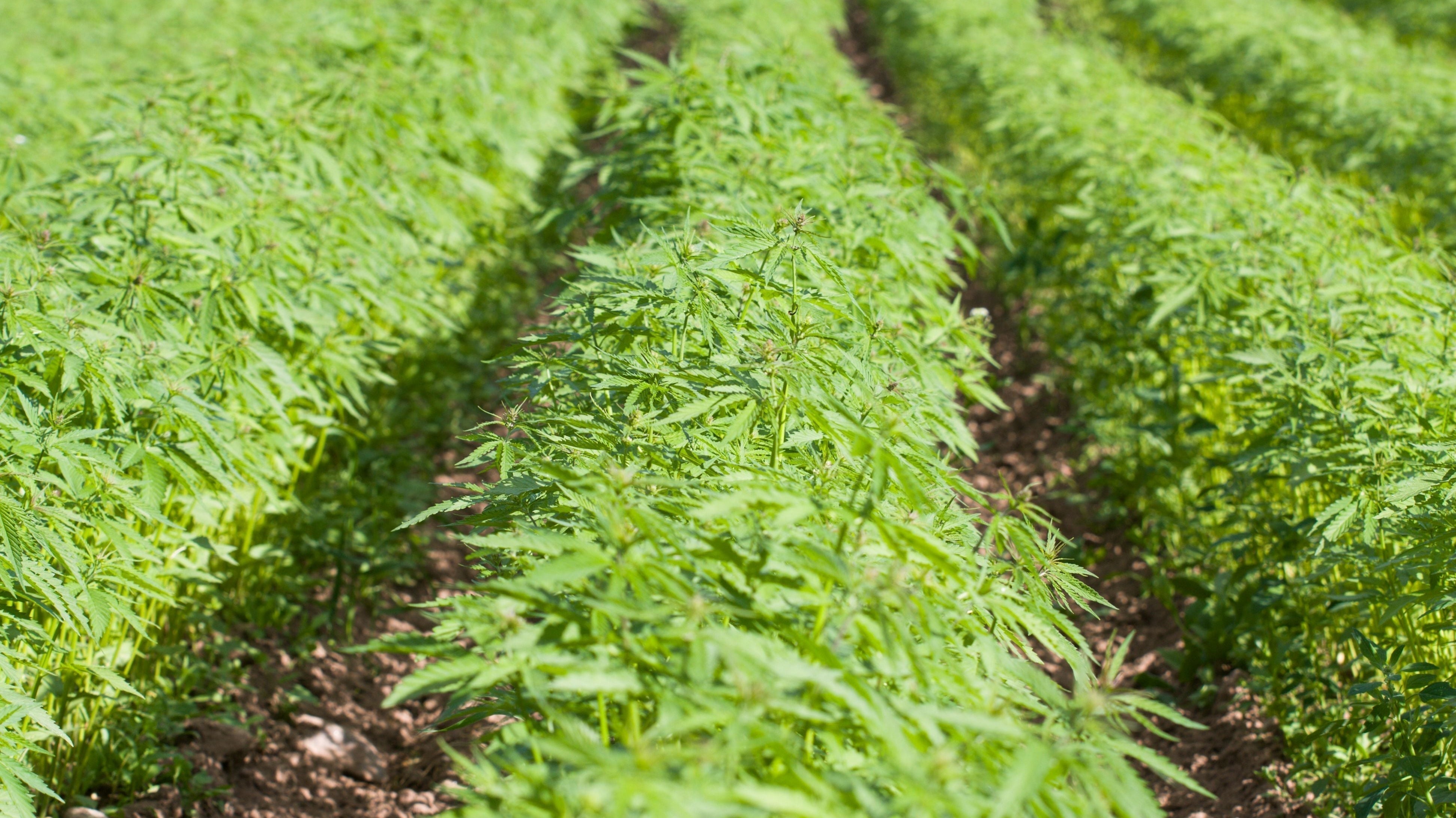 Is hemp worth it? 6 facts before you buy