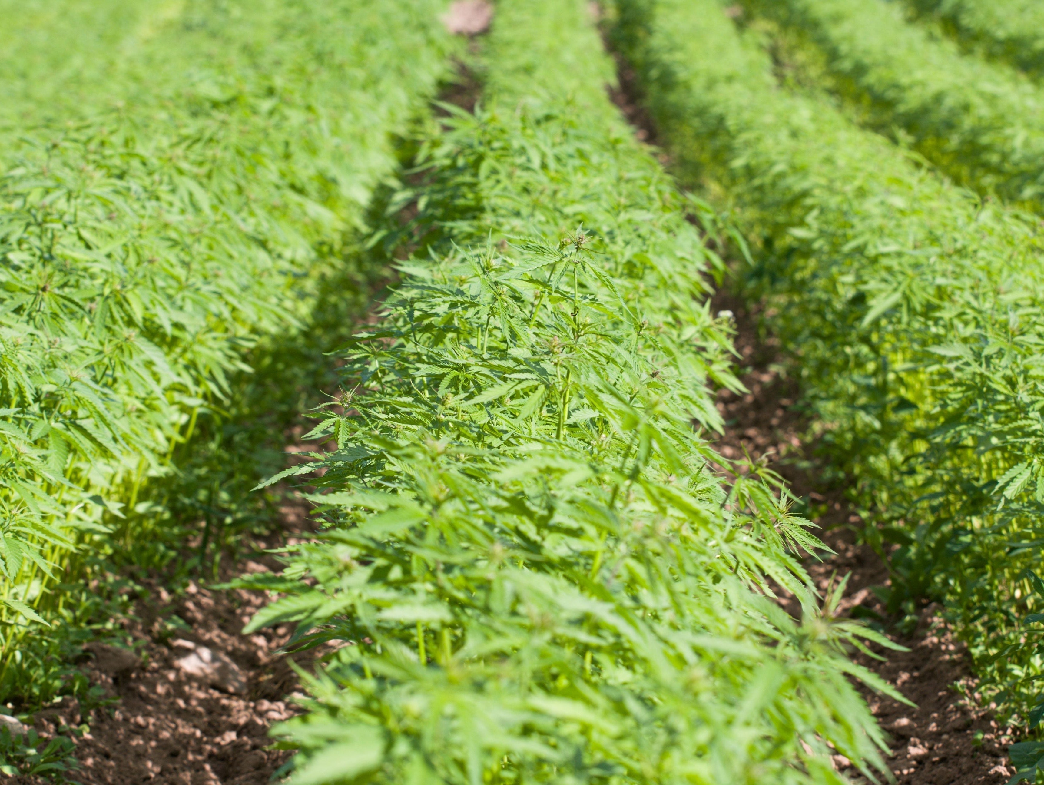 Is hemp worth it? 6 facts before you buy