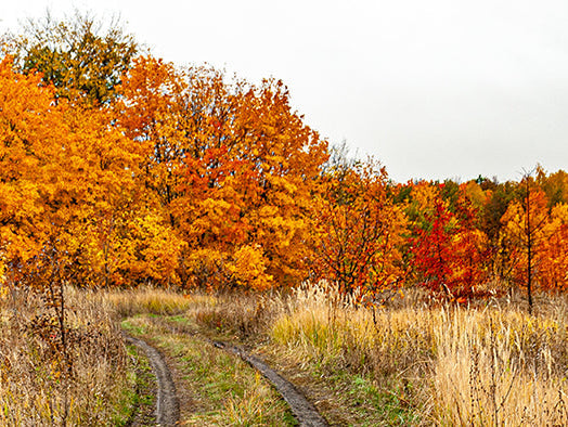 fall outdoor scene