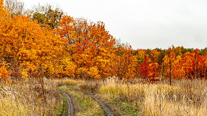 fall outdoor scene