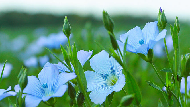 Why Linen Is Perfect for Your Spring Wardrobe - Embracing the Breathable Beauty of Linen