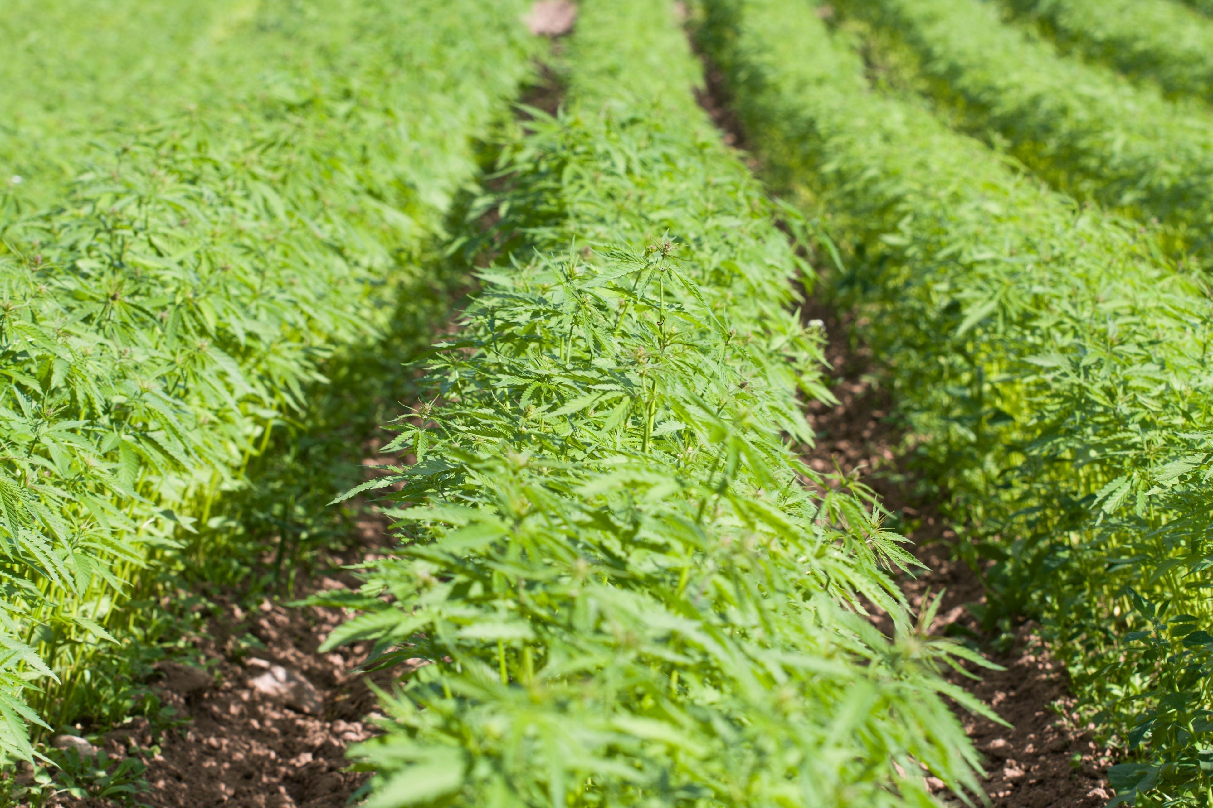 Is hemp worth it? 6 facts before you buy