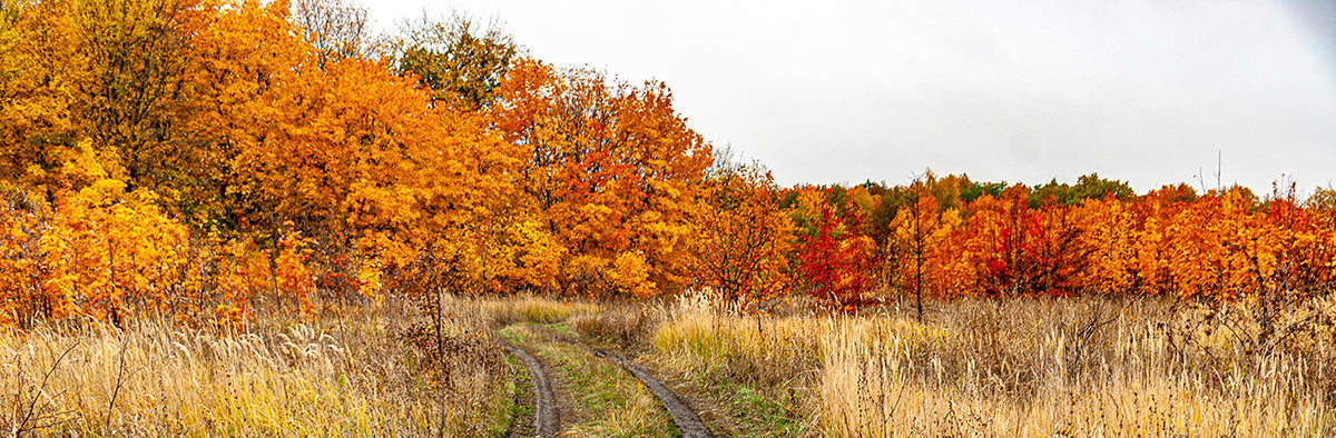 fall outdoor scene