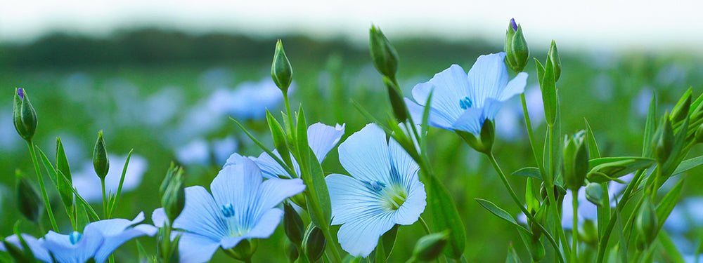 Why Linen Is Perfect for Your Spring Wardrobe - Embracing the Breathable Beauty of Linen